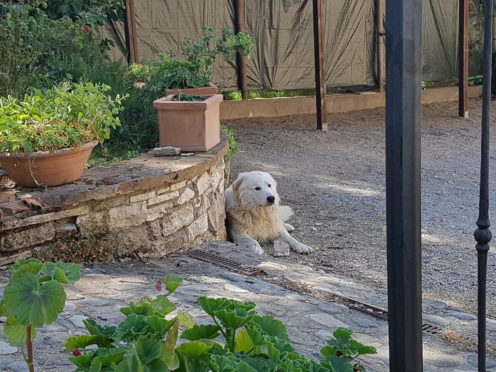 Farm stay Il Solaio